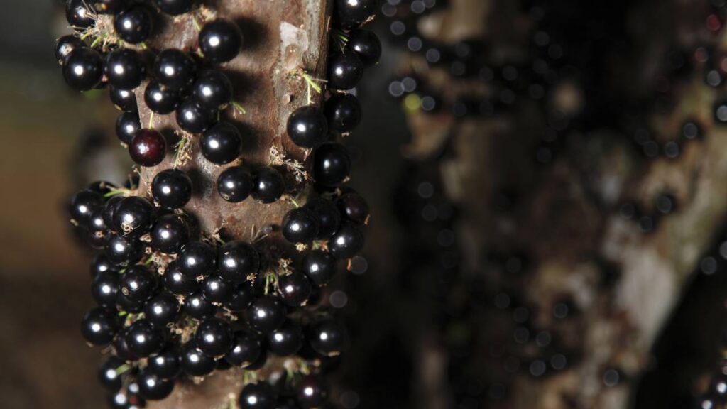 galho de jabuticaba carregado