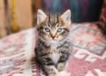 Dicas para tutores iniciantes: como cuidar de um gato filhote sem dificuldade