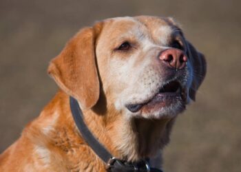 Saiba como preparar a casa e proteger seu pet, já que os fogos de artifício podem causar estresse em cães e gatos