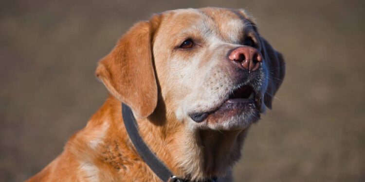 Saiba como preparar a casa e proteger seu pet, já que os fogos de artifício podem causar estresse em cães e gatos