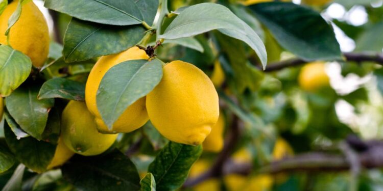 limão siciliano em vaso