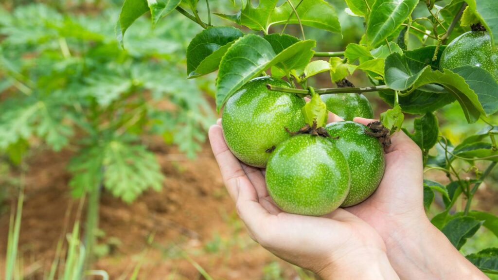 Plantação de maracujá em casa