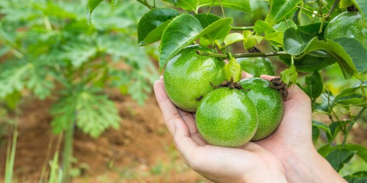 Plantação de maracujá em casa