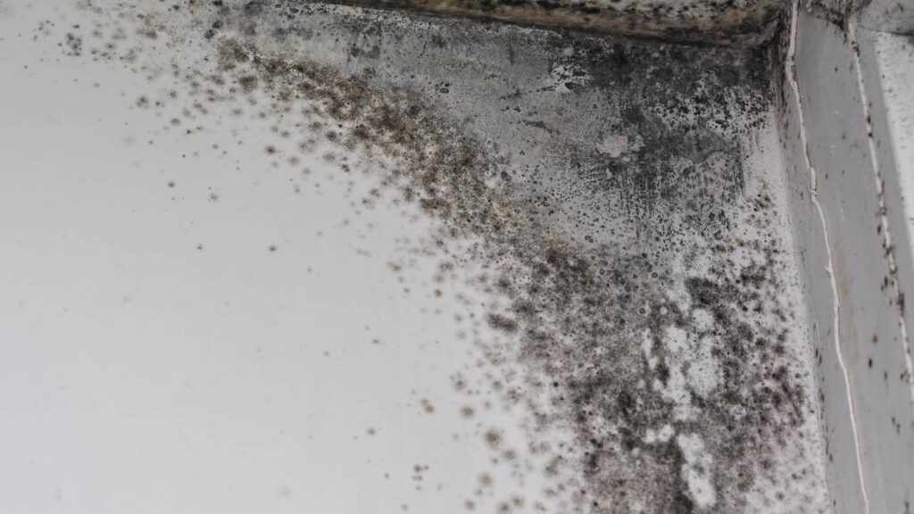remoção de mofo na parede