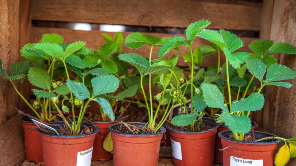 plantação de morango em vaso