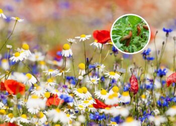 A primavera chegou com calor e o risco silencioso que atrai pragas para sua casa