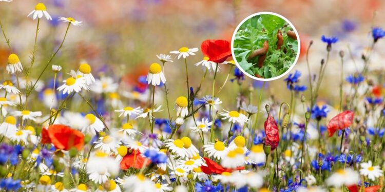 A primavera chegou com calor e o risco silencioso que atrai pragas para sua casa