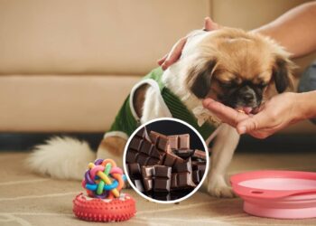 O motivo do chocolate ser extremamente tóxico para cães