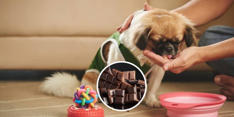 O motivo do chocolate ser extremamente tóxico para cães