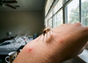 Basta uma folha para afastar mosquitos antes do pico do calor e do aumento dos pernilongos