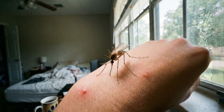 Basta uma folha para afastar mosquitos antes do pico do calor e do aumento dos pernilongos