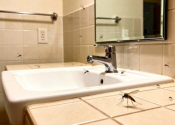 Basta uma folha para espantar mosquitos e perfumar a casa