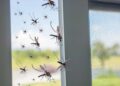 Truque infalível e barato para espantar mosquitos da casa