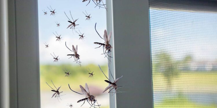 Truque infalível e barato para espantar mosquitos da casa