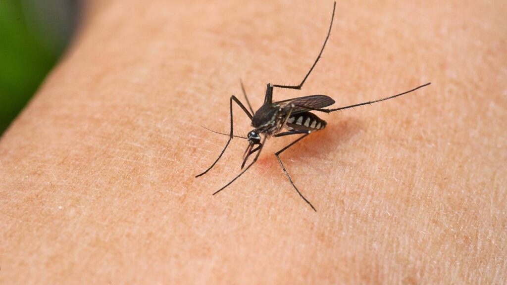 Basta uma folha para espantar mosquitos e perfumar a casa