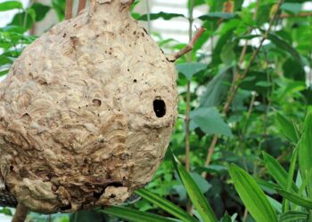 O local da casa que mais vira ninho de marimbondo no verão