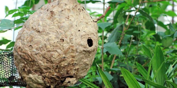 O local da casa que mais vira ninho de marimbondo no verão