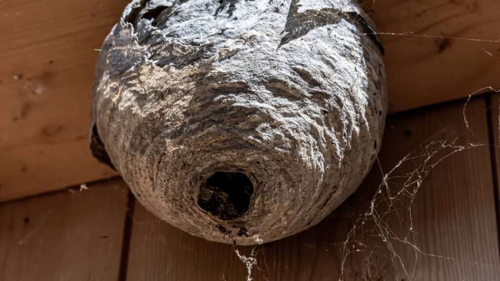 O local da casa que mais vira ninho de marimbondo no verão