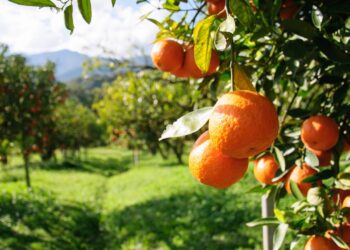 Veja como plantar um pé de laranja no quintal com dicas de jardinagem