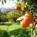 Veja como plantar um pé de laranja no quintal com dicas de jardinagem