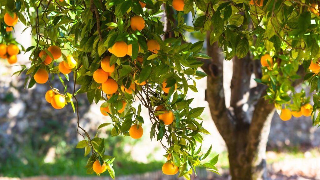 Veja como plantar um pé de laranja no quintal com dicas de jardinagem