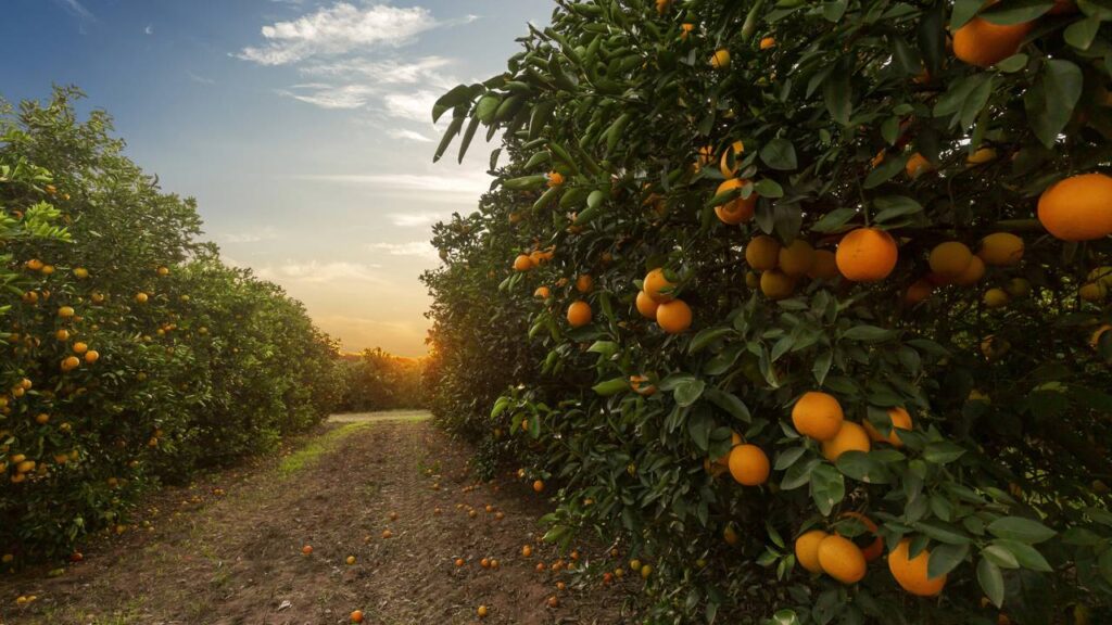 Veja como plantar um pé de laranja no quintal com dicas de jardinagem
