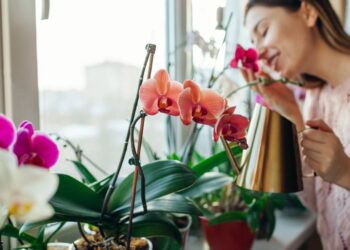Orquídea na árvore ou no vaso? Entenda como imitar a natureza na sua sala já
