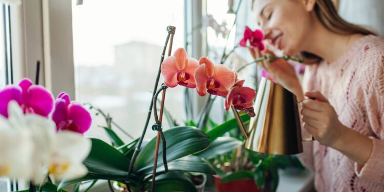 Orquídea na árvore ou no vaso? Entenda como imitar a natureza na sua sala já