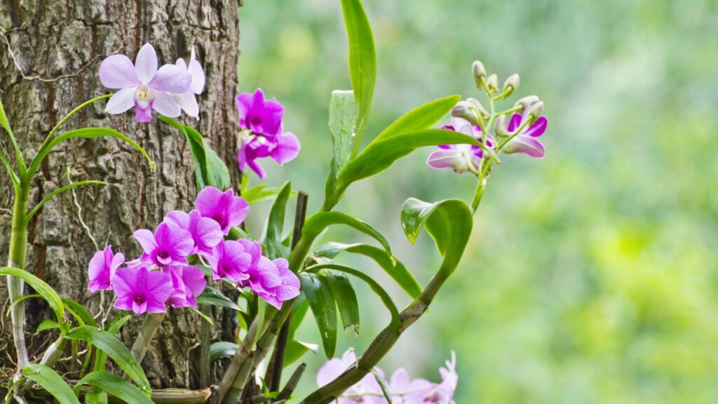 orquídeas no troco