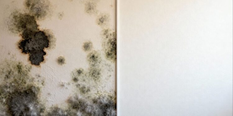Como evitar mofo no verão quando a casa fica muito úmida