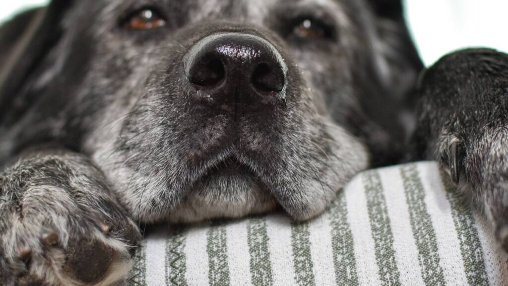 cuidados com pets idosos