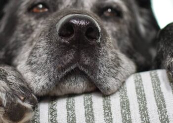 cuidados com pets idosos