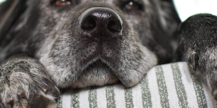 cuidados com pets idosos