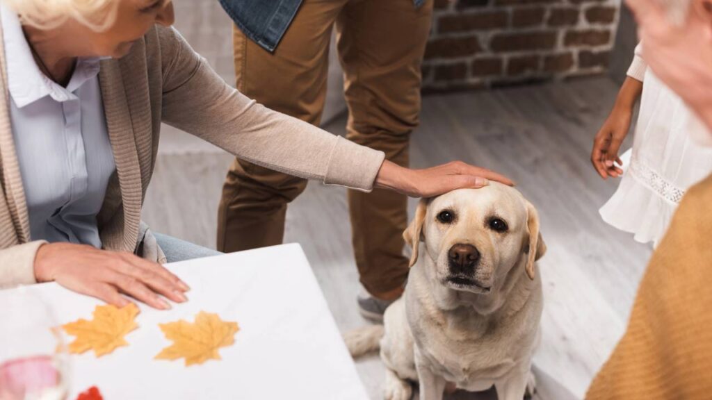 cuidados com os cães na velhice