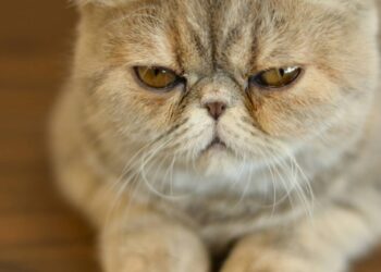 barulhos que irritam pets