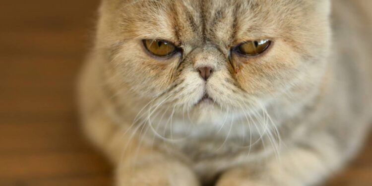 barulhos que irritam pets