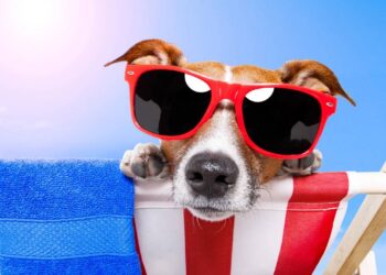 Como cuidar dos pets no calor intenso e proteger seu animal do calor e queimaduras