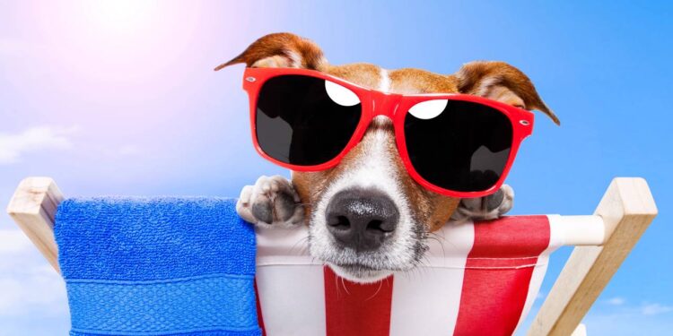 Como cuidar dos pets no calor intenso e proteger seu animal do calor e queimaduras