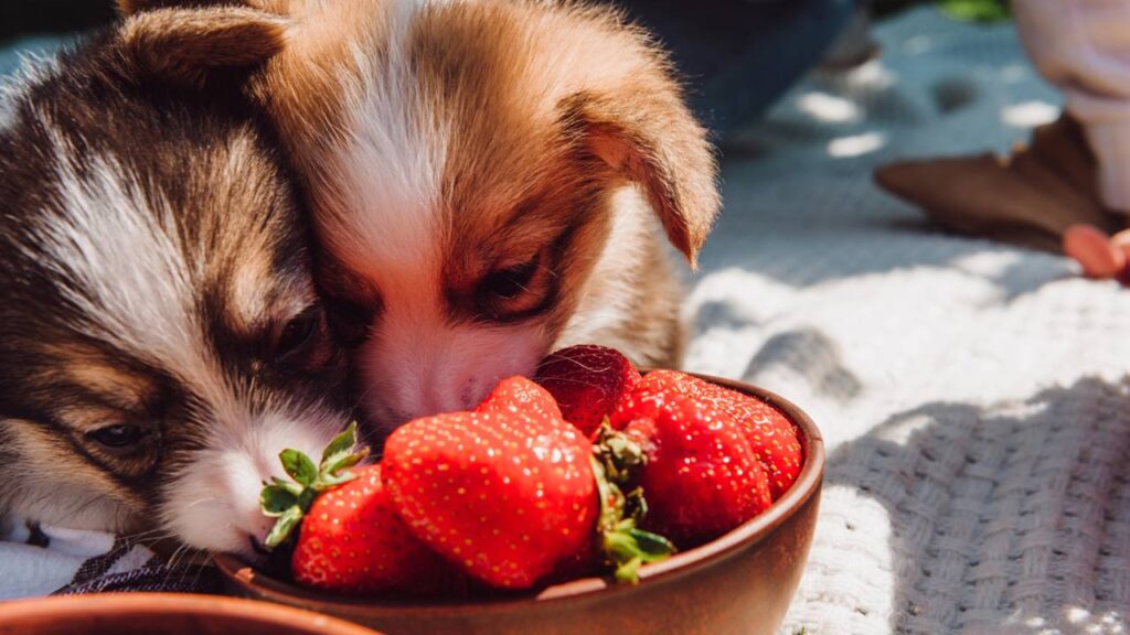 Cuidados com os cães e gatos nos dias quentes e evitar estresse ou queimaduras