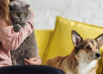 Nomes mais criativos de cachorro e gato mais usados no Brasil em 2025
