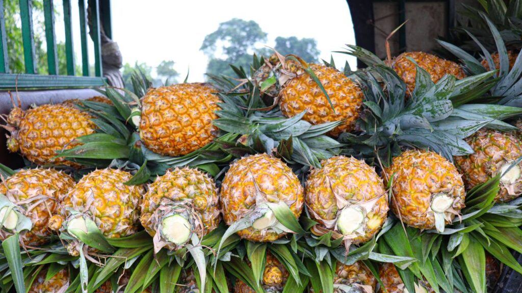 Nem sabão de coco, nem pasta de dente: casca de abacaxi fervida que limpa garrafa térmica encardida