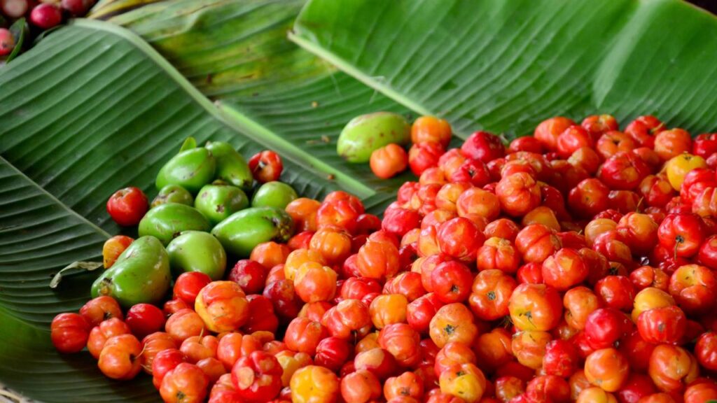 pitangas colhidas frescas