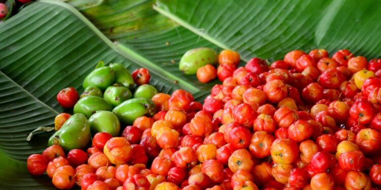 pitangas colhidas frescas