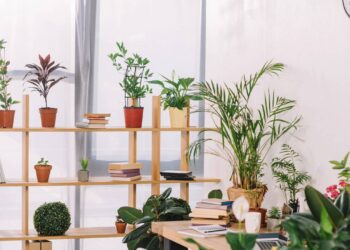 ambiente com plantas decorativas