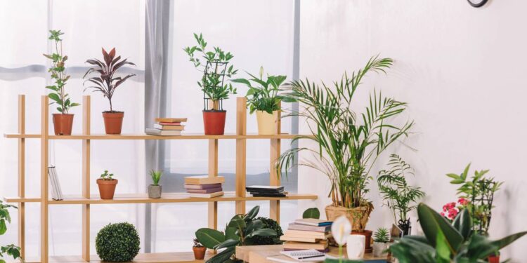 ambiente com plantas decorativas