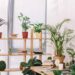 ambiente com plantas decorativas
