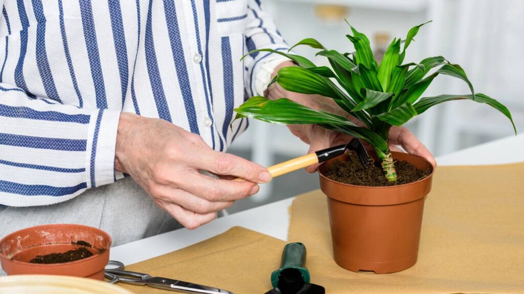 Plantas no verão precisam de cuidados específicos com irrigação, drenagem e exposição ao sol para manter o equilíbrio