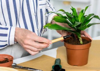Aprenda a forma certa de plantar em vaso e deixar suas planta durarem mais e com saúde
