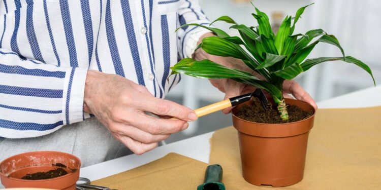 Plantas no verão precisam de cuidados específicos com irrigação, drenagem e exposição ao sol para manter o equilíbrio