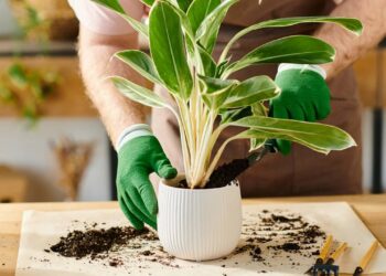 Cuidados simples ajudam plantas a ficarem mais bonitas e saudáveis em poucos dias